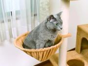 nekochan-tower-kago