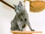 nekochan-tower-neko1