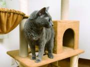 nekochan-tower-neko2